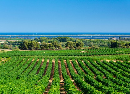 A sun-drenched vineyard leading down to the blue Mediterranean sea